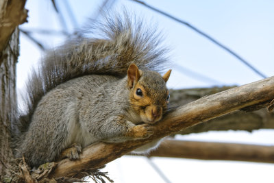 Cats Dogs Squirrel & Birds