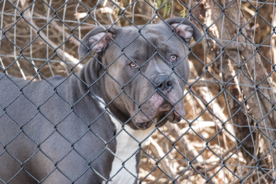 Pitbull_male-4.jpg
