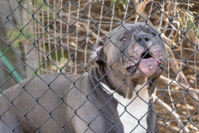 Pitbull_male-9.jpg