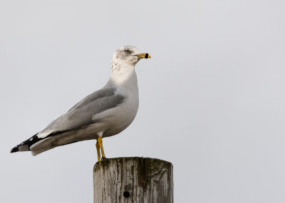 seagull-2.jpg
