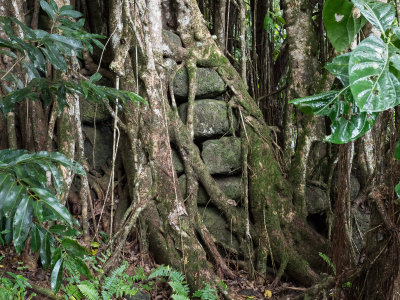 Trees engulf the walls at Tohua Upeke (8/5/2017)