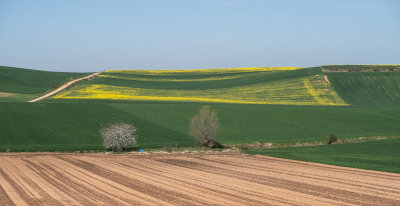 Springtime fields (4/18/2018)