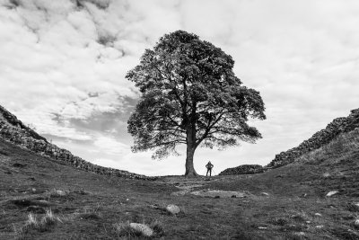 That tree... Sycamore Gap (9/25/2018)