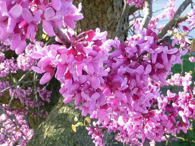28 Apr Redbud 