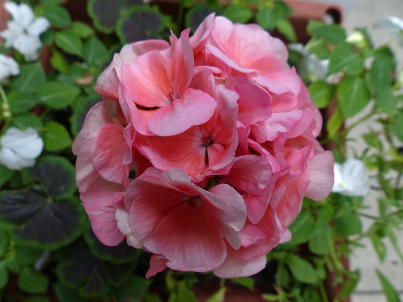 The Geranium Girls by Alison Preston The Geranium Girls by Alison Preston