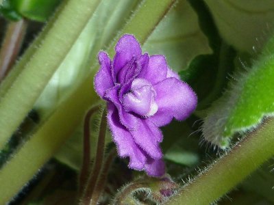 21 Mar African Violet