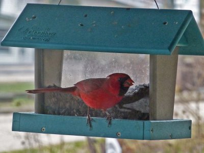 My first cardinal