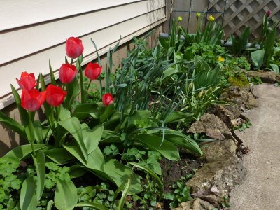 14 Apr Patio tulips