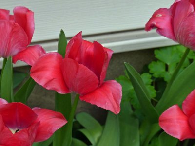 19 Apr Patio Tulips