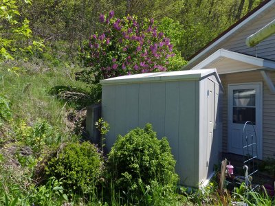 Lilac bush above the garden shed