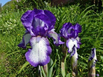12 May Blue Iris