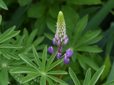 19 May Lupin starting to bloom