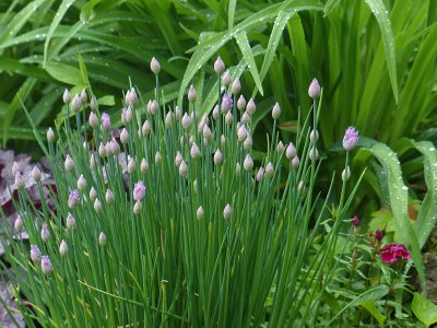 22 May Chive