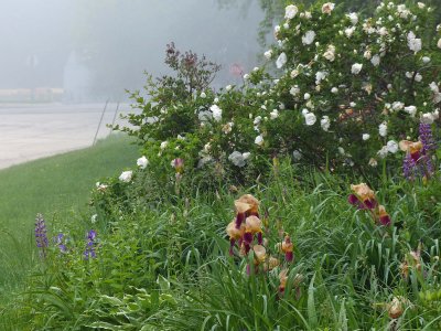 27 May Foggy start for the weekend