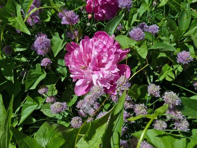 31 May Peony and Chive