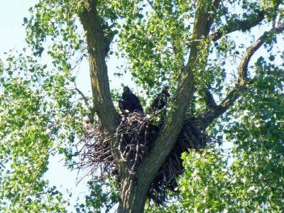 Young Eagles in the nest