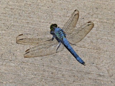 27 Jun Dandy Dragonfly