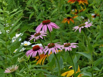 13 Jul Some purple in the garden