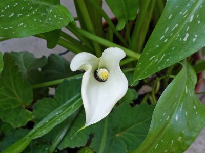 18 Jul Calla Lily