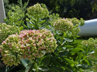 10 Aug Sedum 