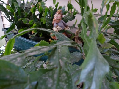 11 Aug Walkway Gnome