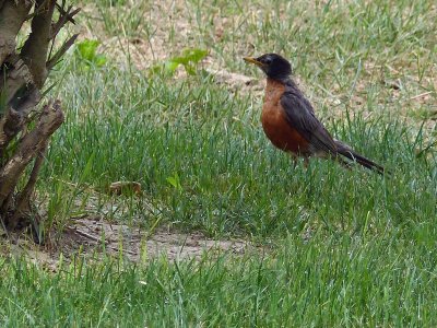 13 Aug Robin in the dew