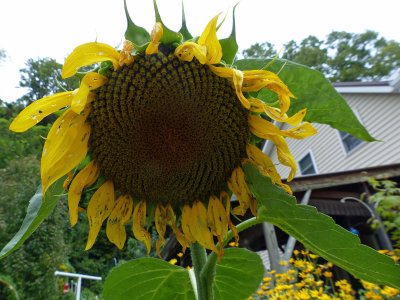 15 Aug No sun sun flower!