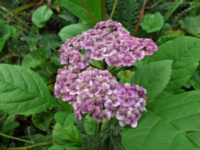 17 Aug Yarrow