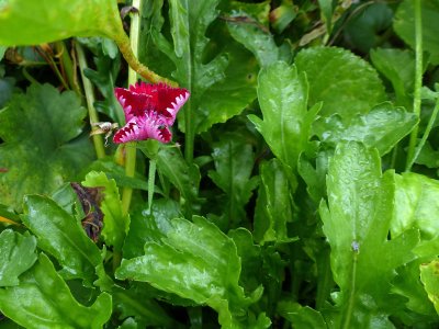 22 Aug Dianthus