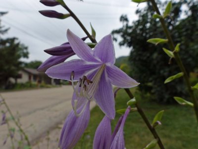 29 Aug Pretty hosta 