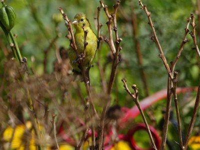 01 Sep Birdie on a branch