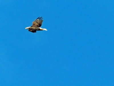06 Sep C Eagle soaring overhead