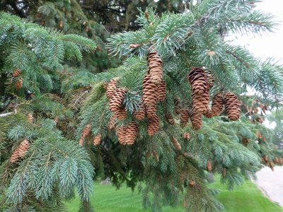 13 Sep Pine cones