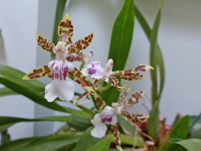 05 Oct Maralee's Orchid