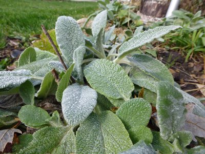 13 Nov Frosty Lambs Ear