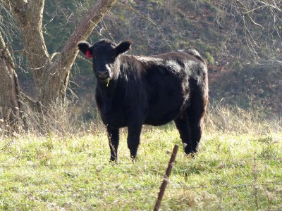 27 Nov Cow