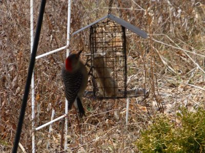 15 Dec Suet feeder in use