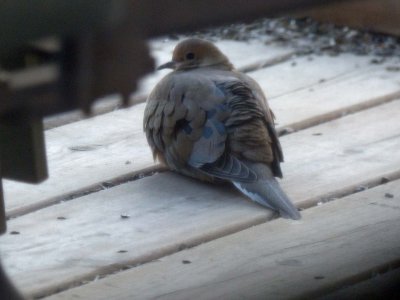 26 Dec Cold Morning Dove