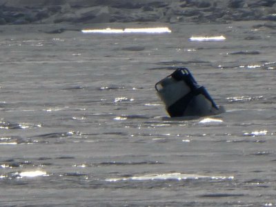 9 Jan Buoy in the ice