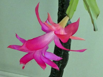 13 Jan Christmas Cactus