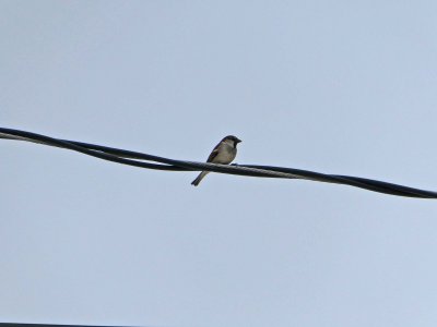 16 Feb Bird on a wire
