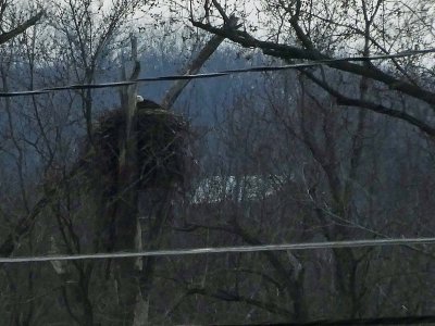 2 Mar Eagle in the nest