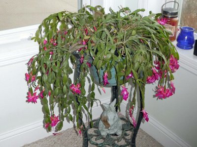 03 Apr Christmas Cactus after Easter