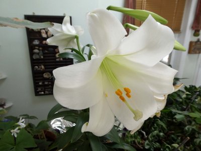 06 Apr Easter Lily