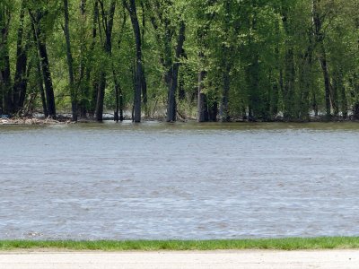 The river is high when you can see water behind the trees