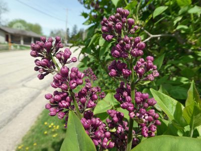 08 May Lilac bush in front of the house