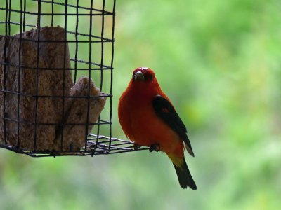 12 May Oriole on a wire