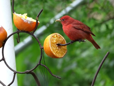 19 May Orange and the red bird