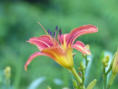 24 Jun Day Lily