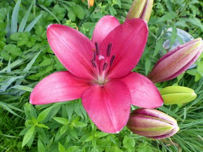 28 Jun Oriental Lily